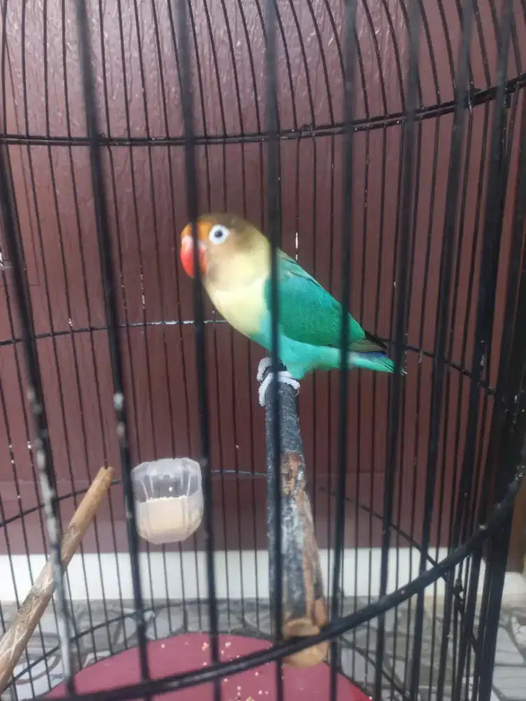 Love bird Masteran Gacor warna menarik