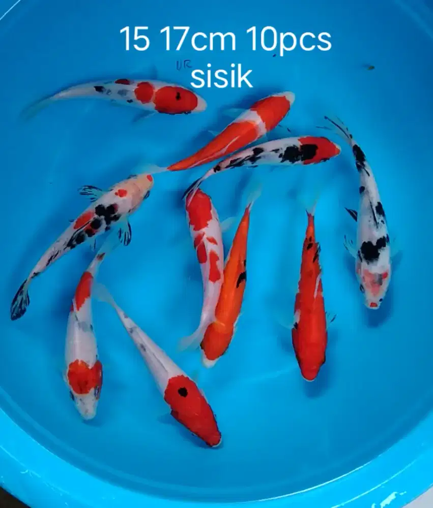Paket koi 10 ekor size 15 17cm