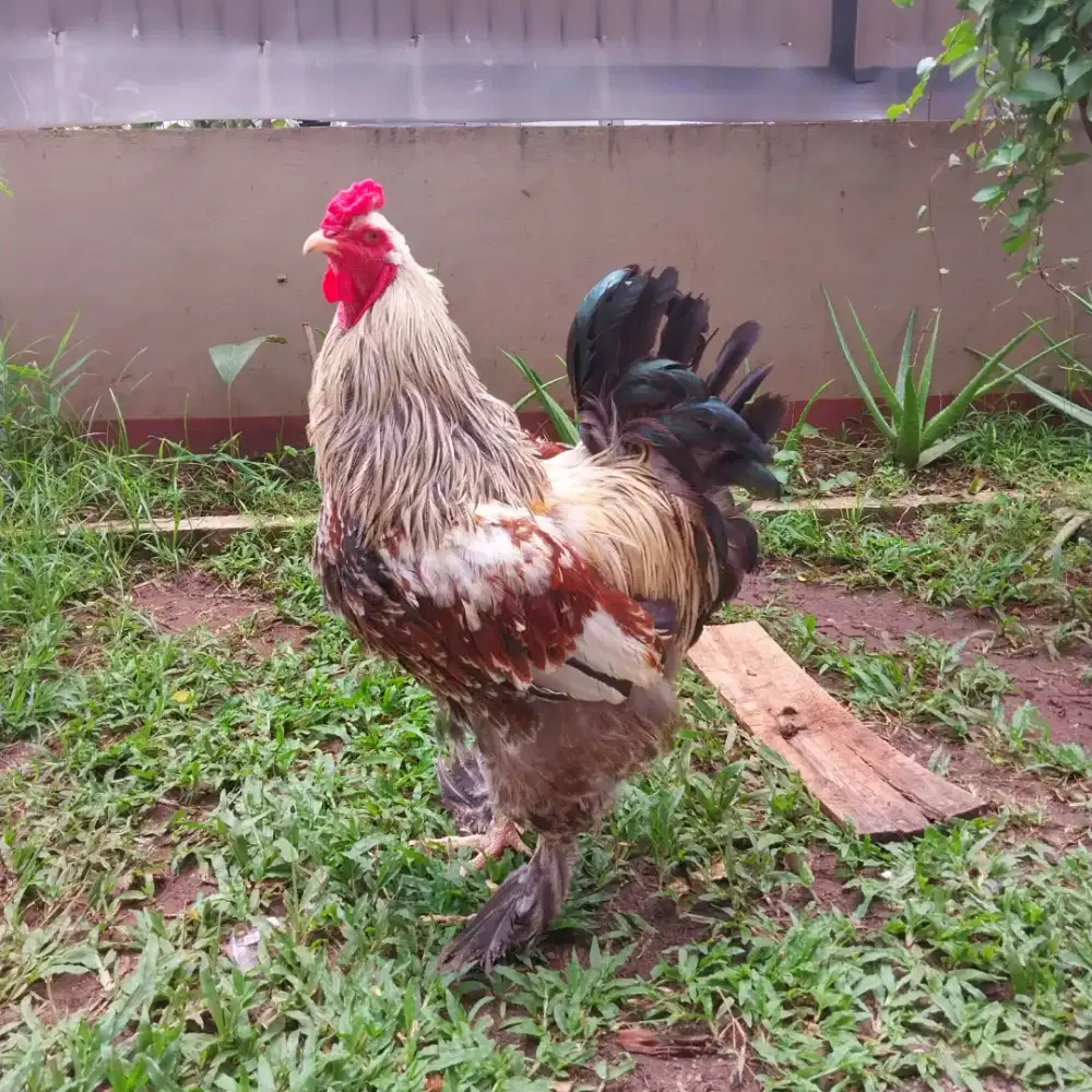 Ayam Brahma Jantan