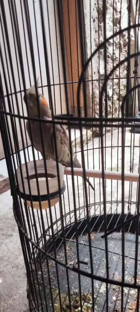 Burung parkit australi