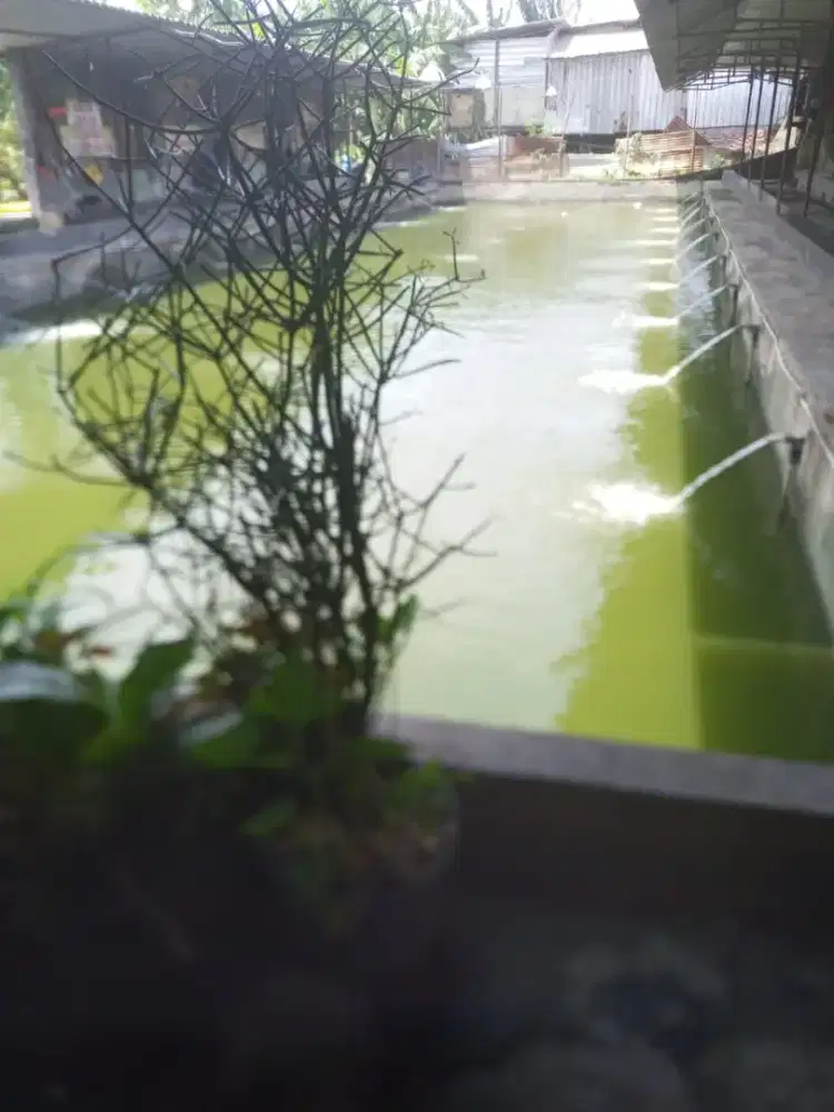 Caddy kolam pemancingan Galatama bawal