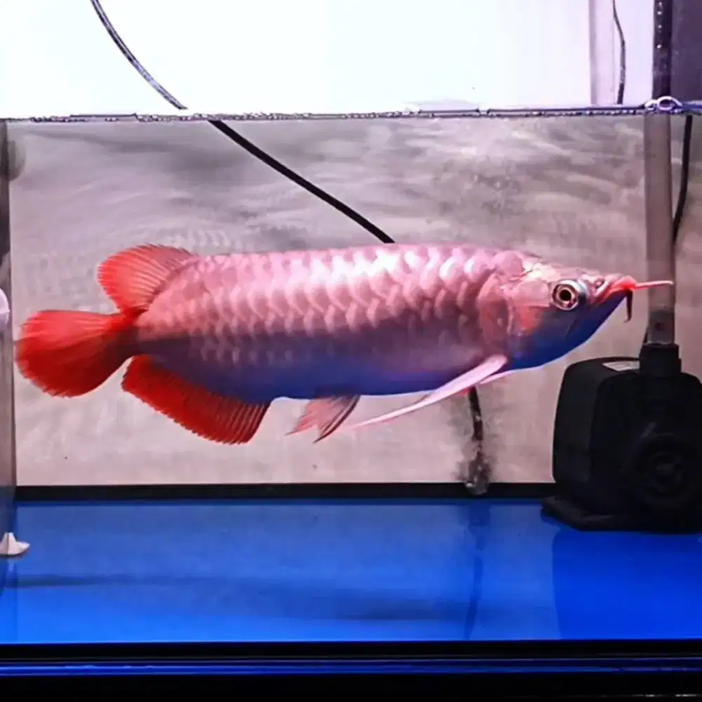 ARWANA SUPER RED SPEK SUMO