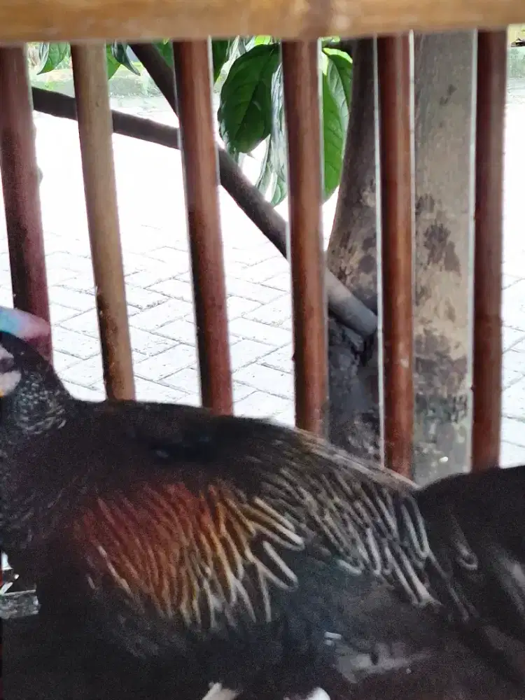 JUAL AYAM HUTAN KLANGENAN.