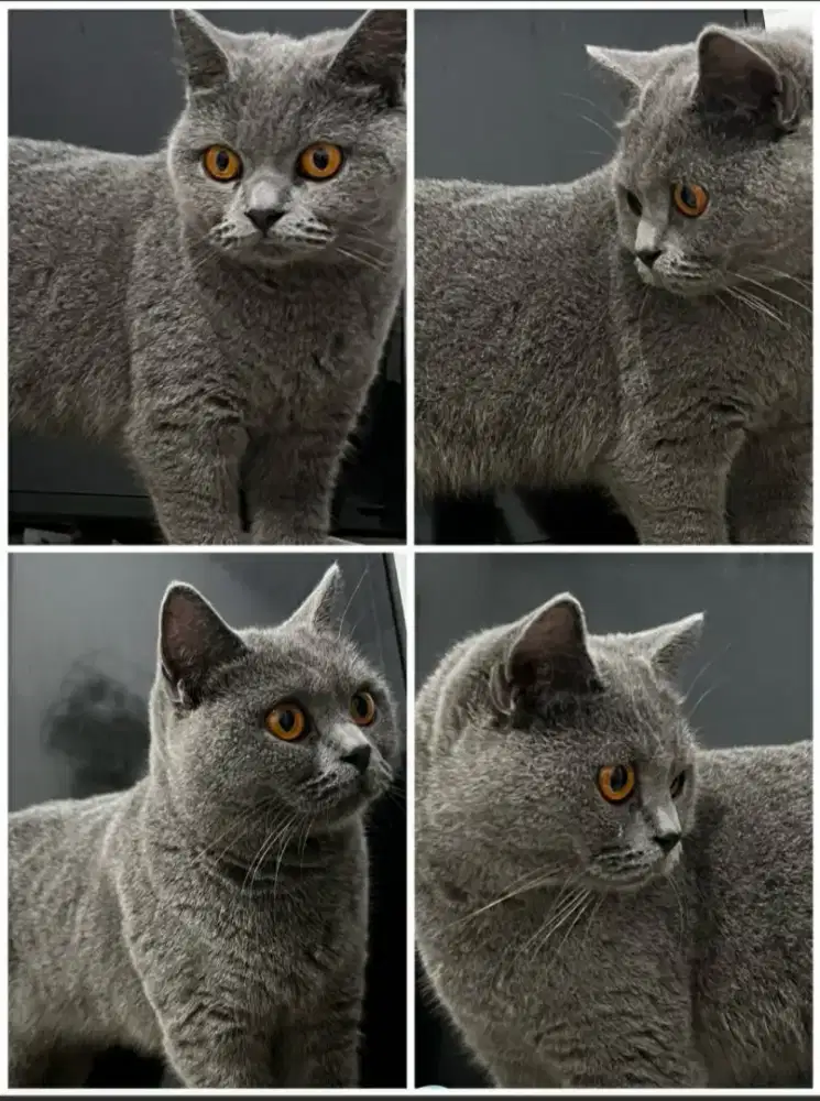 British shorthair
