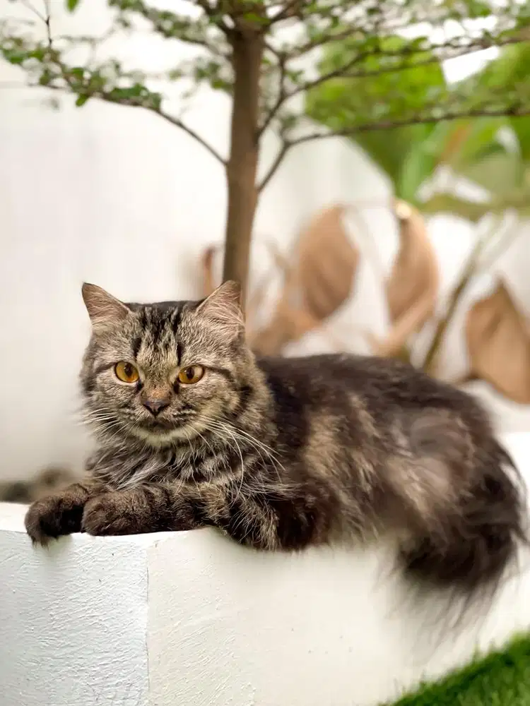 JUAL KUCING PERSIAN LONG HAIR BETINA USIA 12 BULAN SEHAT LINCAH AKTIF