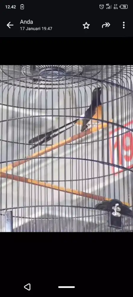 Murai muda putih 15bln