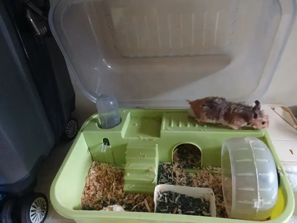 JUAL KANDANG HAMSTER BESERTA HAMSTER SIRIANNYA