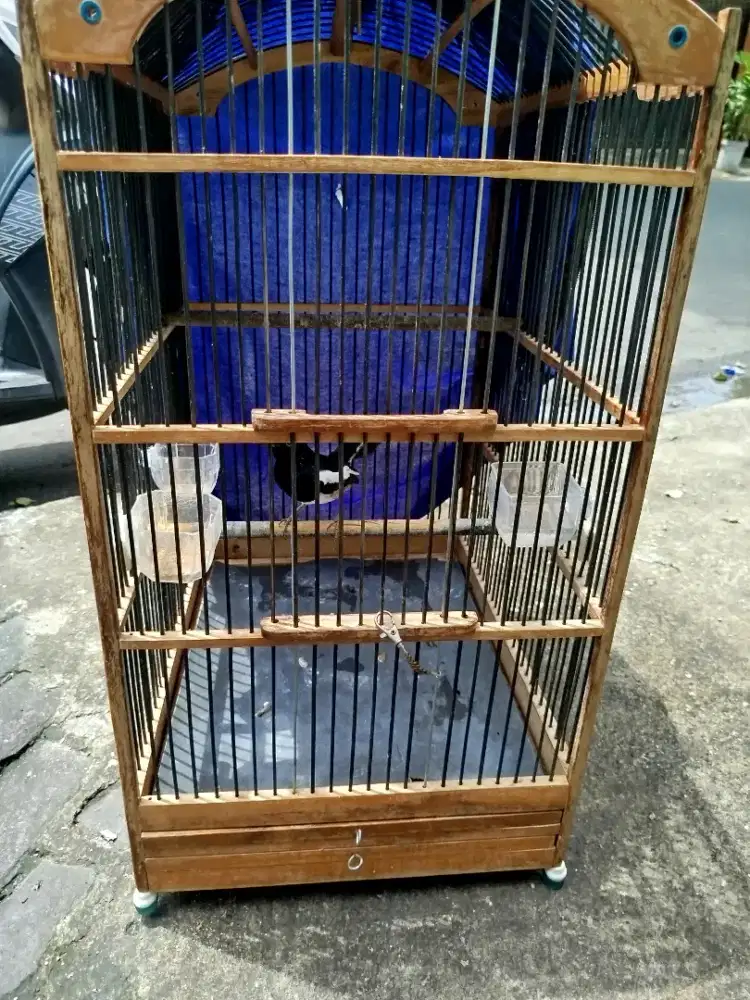 Jual burung kacer daput