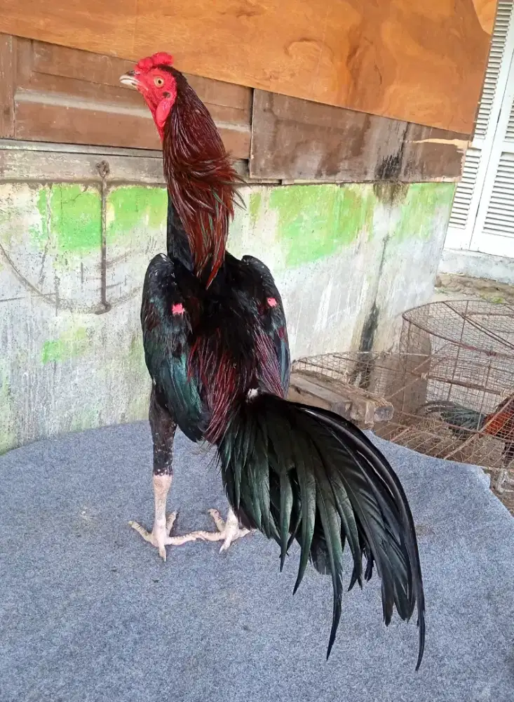 Ayam line bk mangon bahan muda siap masuk rawatan