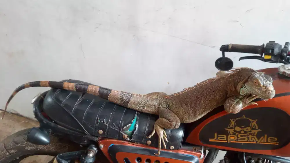 Iguana Green indukan jumbo