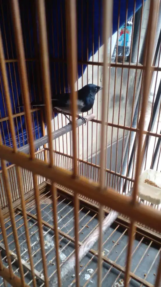 Jual kacer priangan gacor bodi panjang meret