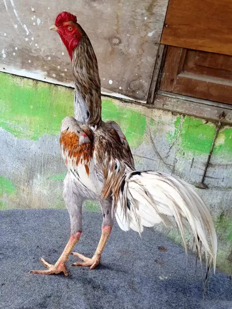 Ayam line pamangon, amunisi muda berkualitas dan sangat terawat