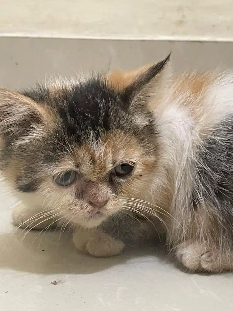 Kitten BSH non ped malem& female