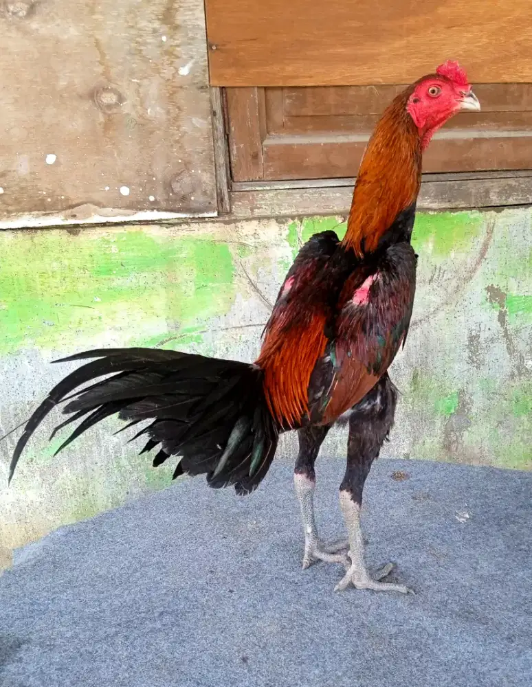 Ayam line mangon Thai amunisi muda berkualitas terawat yg sngat mewah