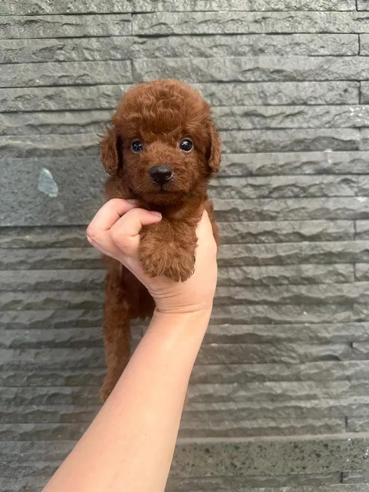 Anak anjing poodle size kecil