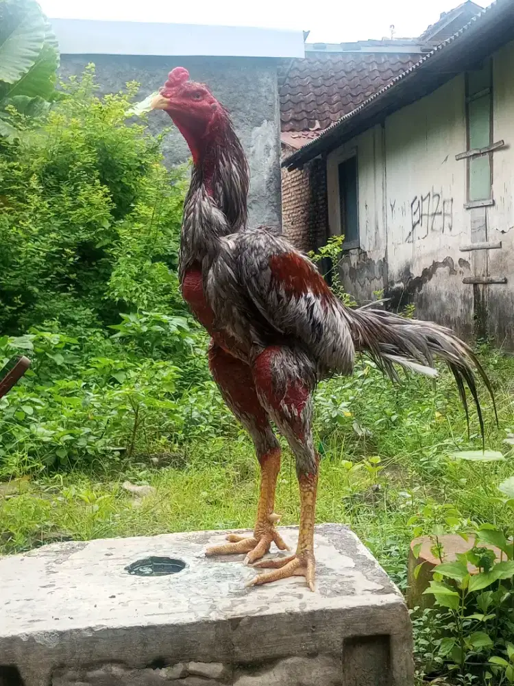 Ayam Bk buat tarungan