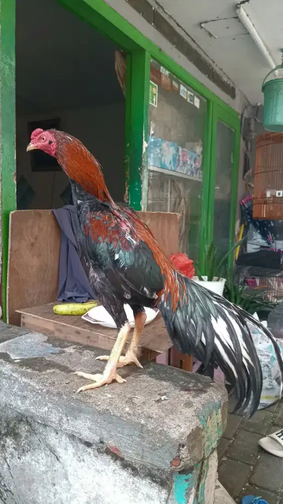 Ayam Bangkok Jalon