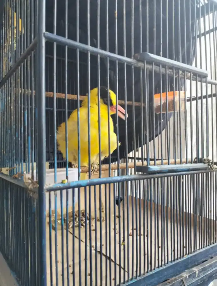 Burung kepodang Jawa