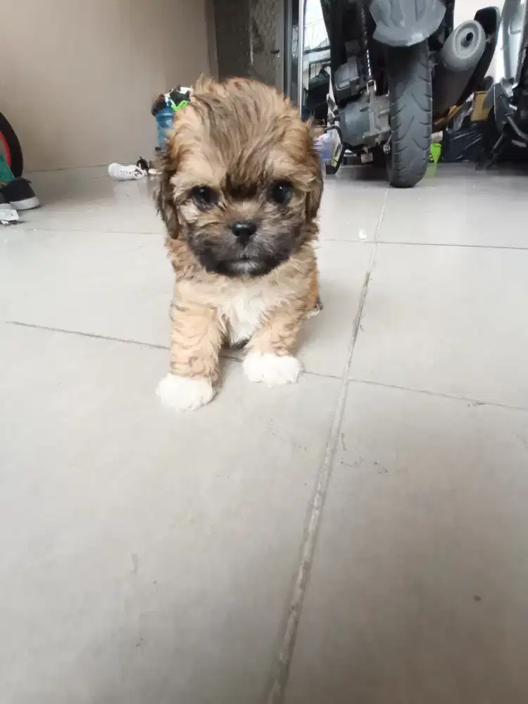 Shipo shihtzu x poodle