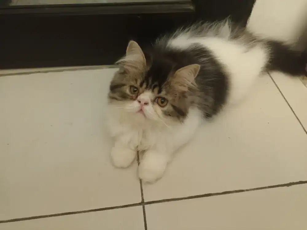 Lepas adop kucing persia flatnose longhair betina