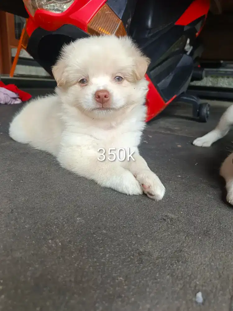 Anakan anjing pom