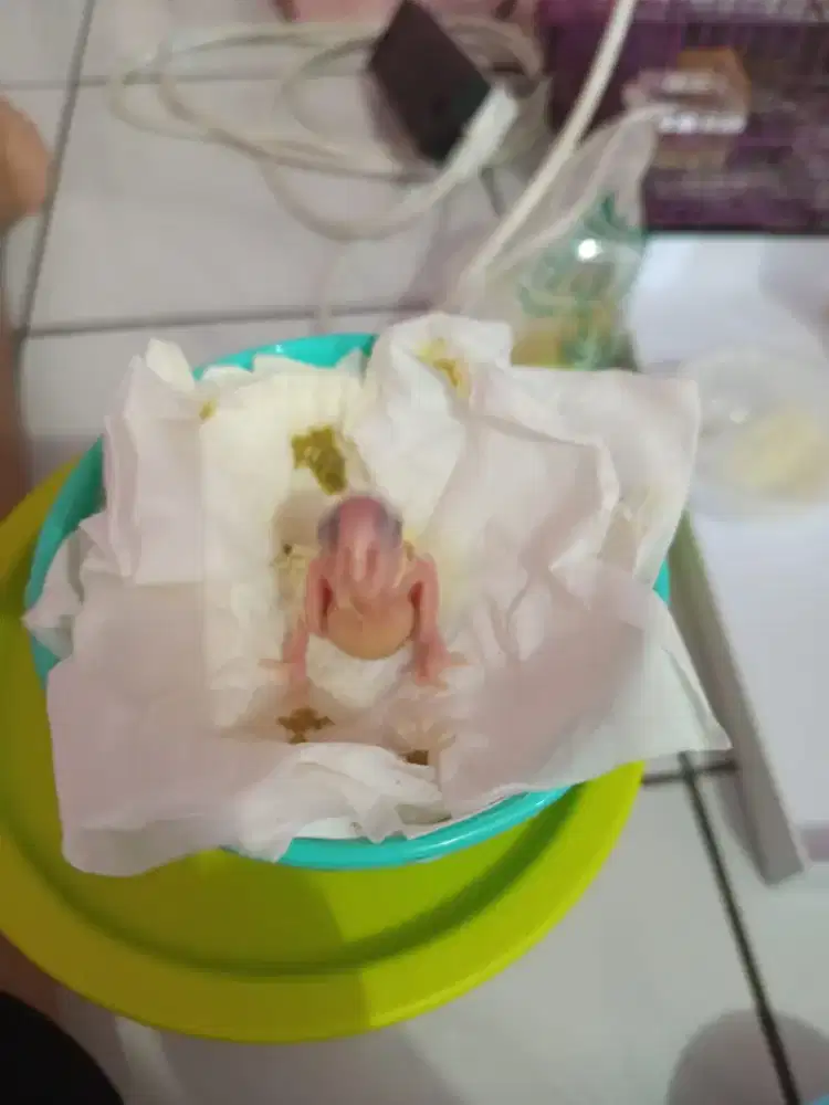 Parkit Australia lulut, nurut friendly manusia