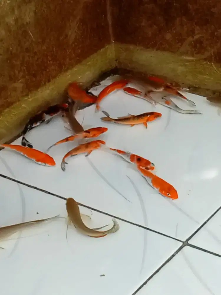 ikan koi borongan monggo