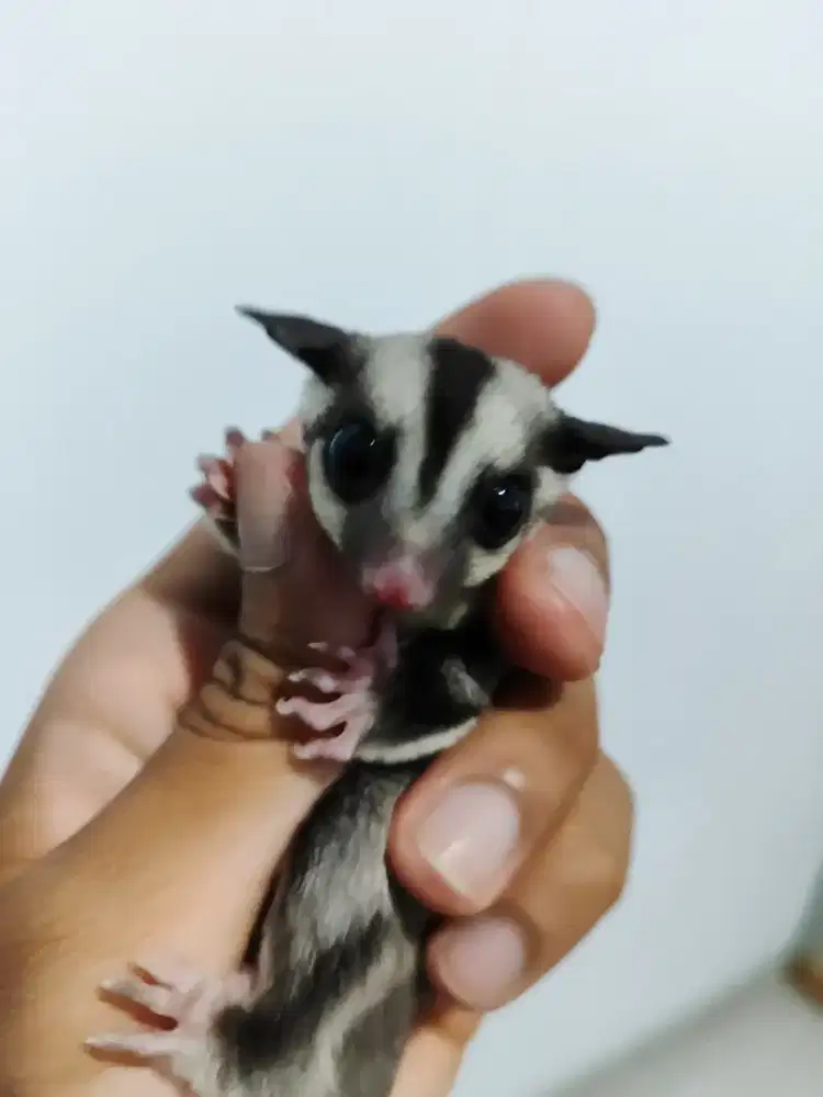 SUGAR GLIDER JOEY