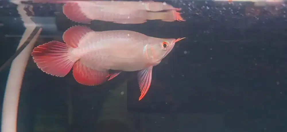 Arwana super red shortbody ITL