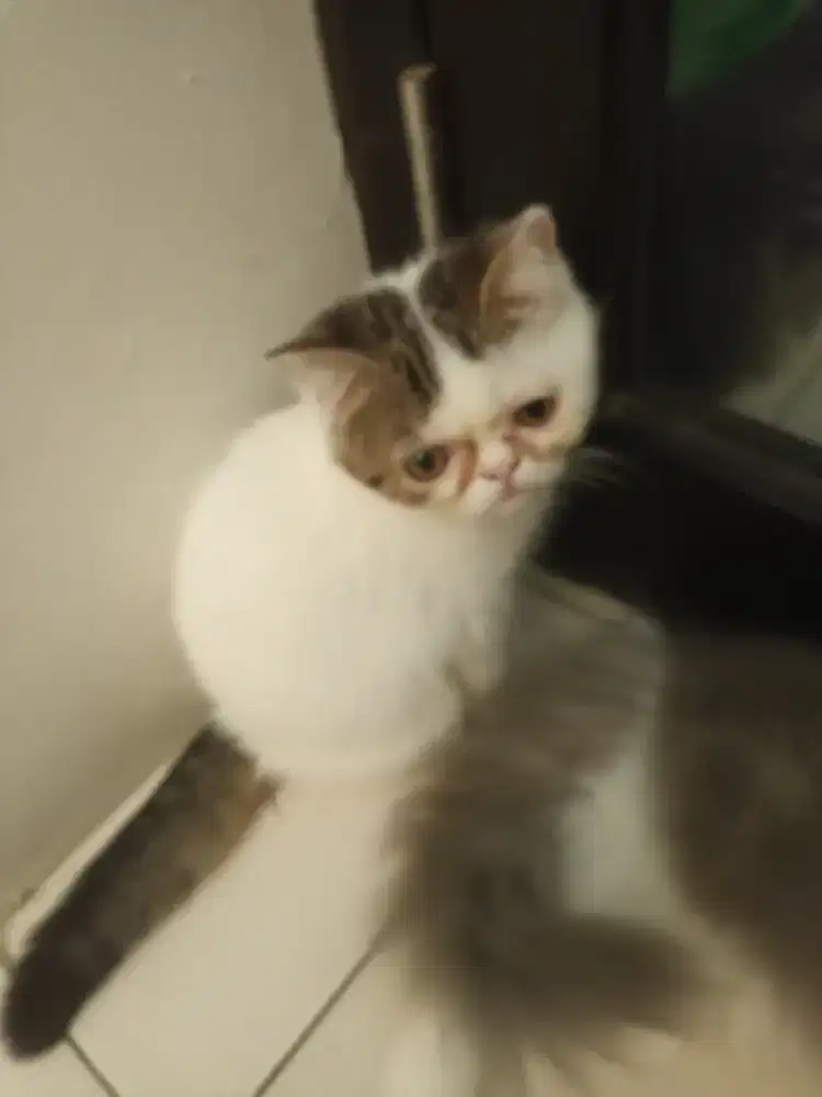 Lepas adop kucing persia shorthair betina peak