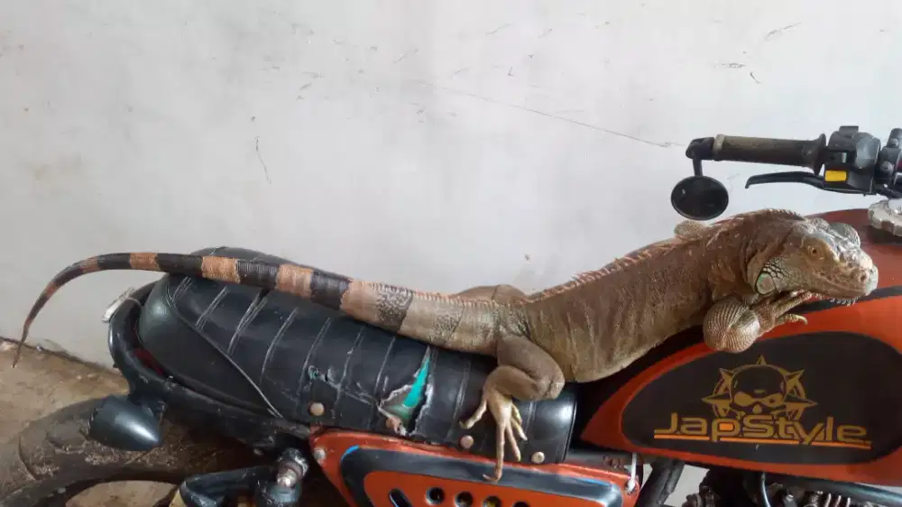 Iguana indukan jumbo banget
