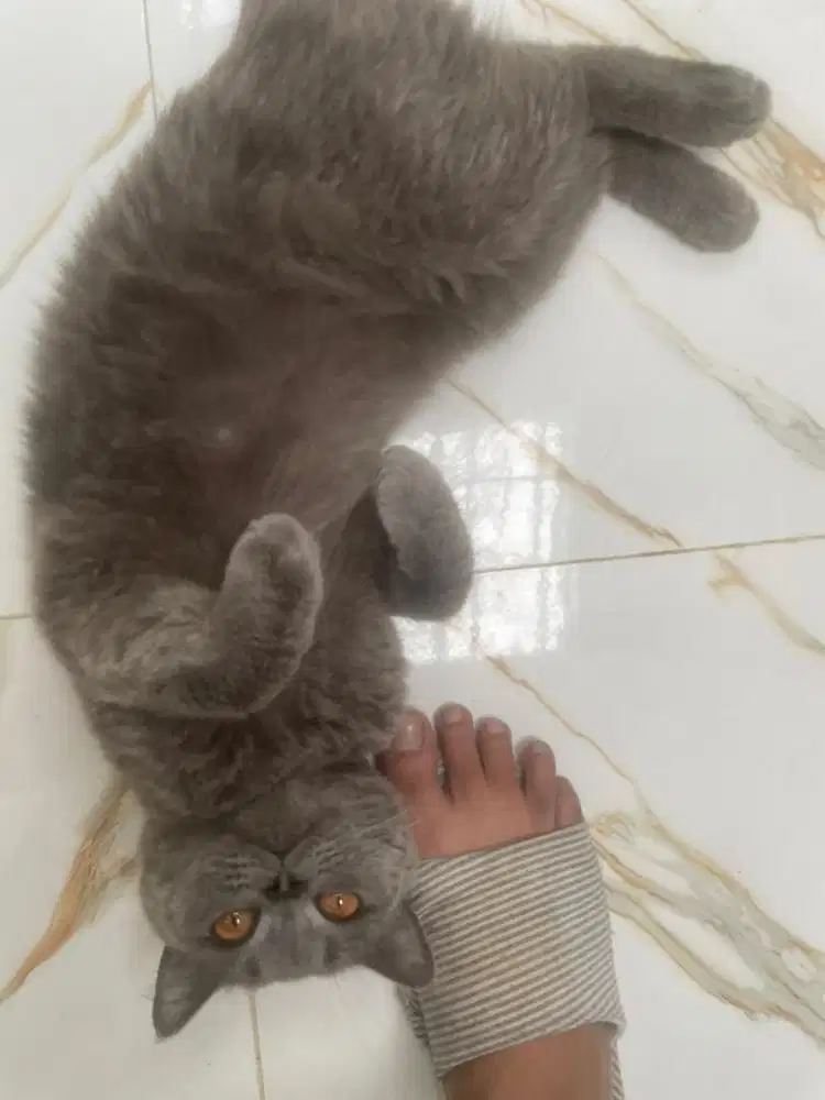 BSH Jantan 2 tahun steril