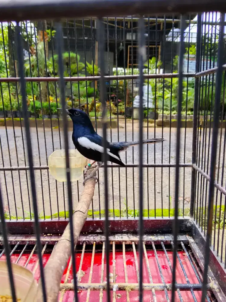 Kacer Dada hitam gacor