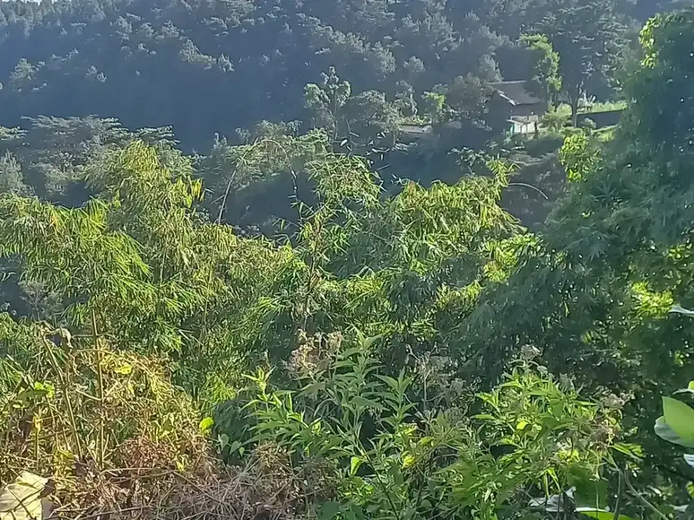 JUAL TANAH KAWASAN VILLA PACET PUNCAK TERTINGGI