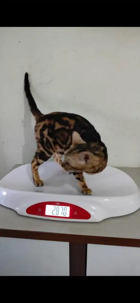 Kucing b3ngal betina 2 tahun