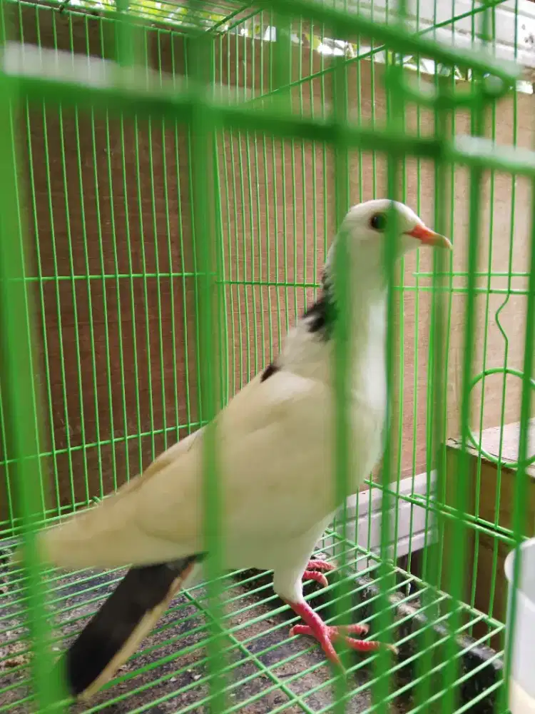 Merpati betina Blantong putih