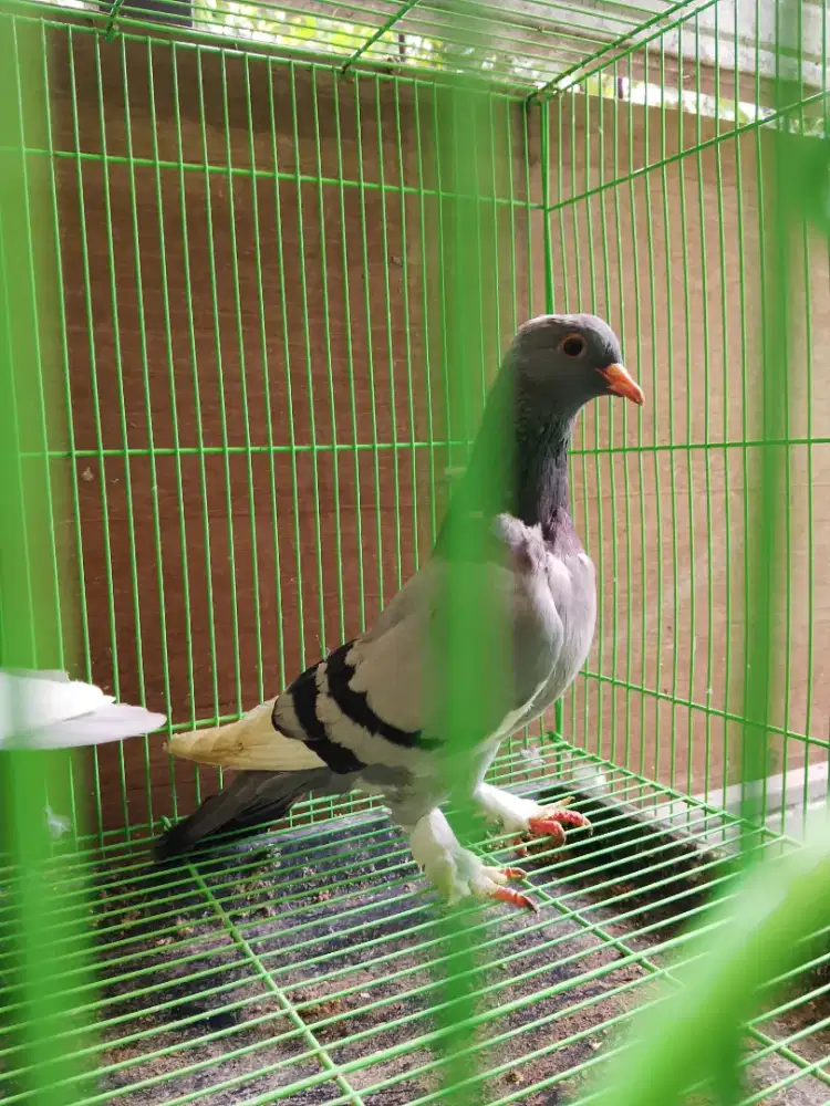 Merpati betina megan jambros siapan