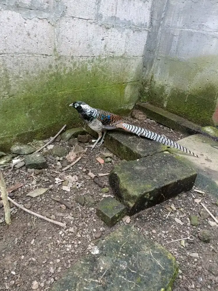 Lady armhers pheasant Jantan