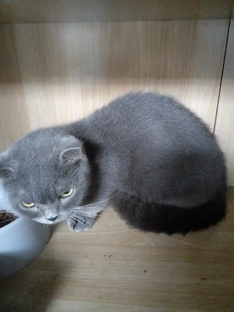 Kucing Munchkin bsh fold