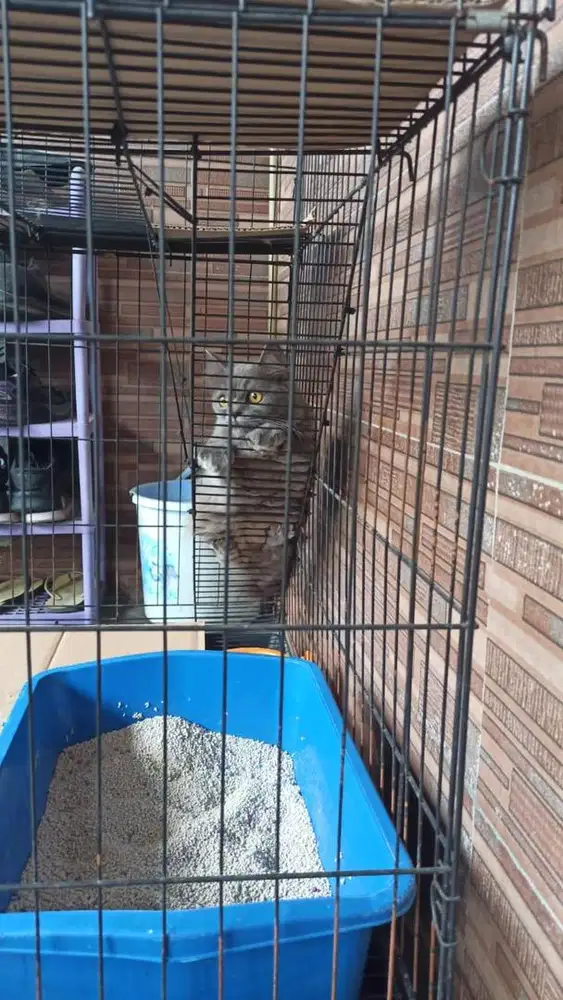 kucing ras persia abu abu + kandang