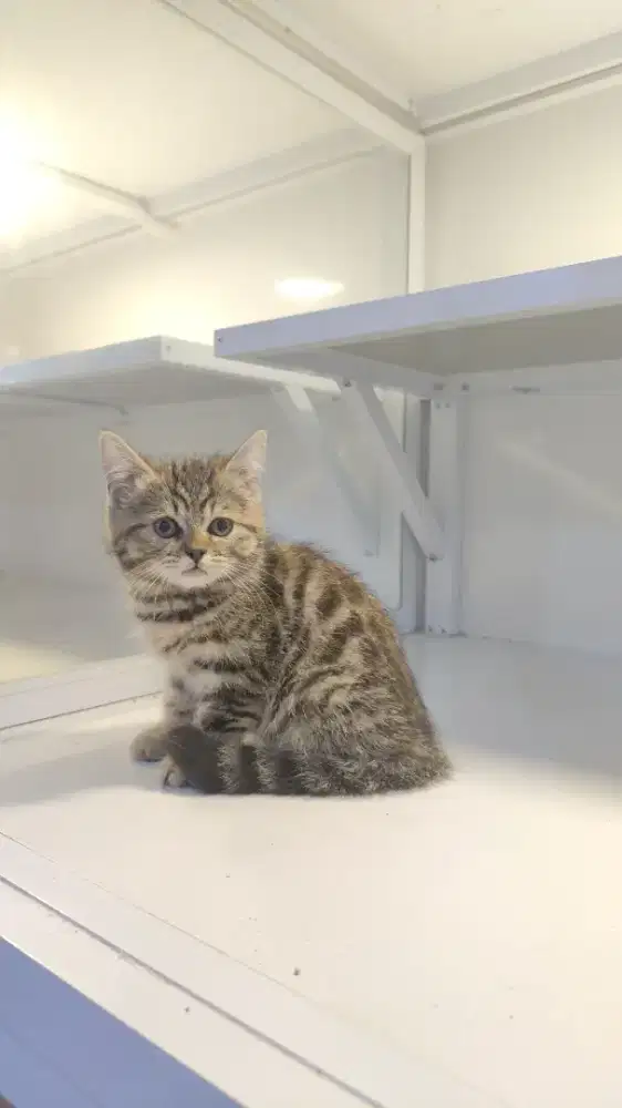 Kucing kitten british x american shorthair jantan