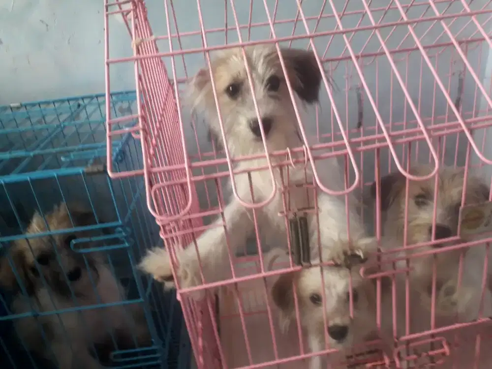 Sitzhu mix jantan 4 bln.