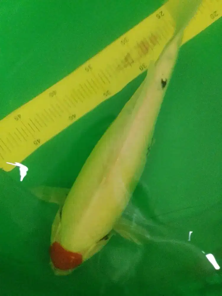 Ikan koi jenis Tancho Sanke 41cm original