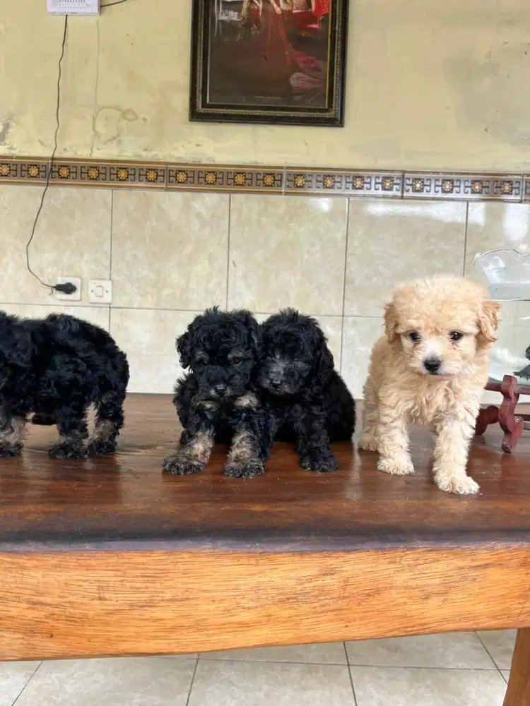 podel super cakep bulu sangat kriting