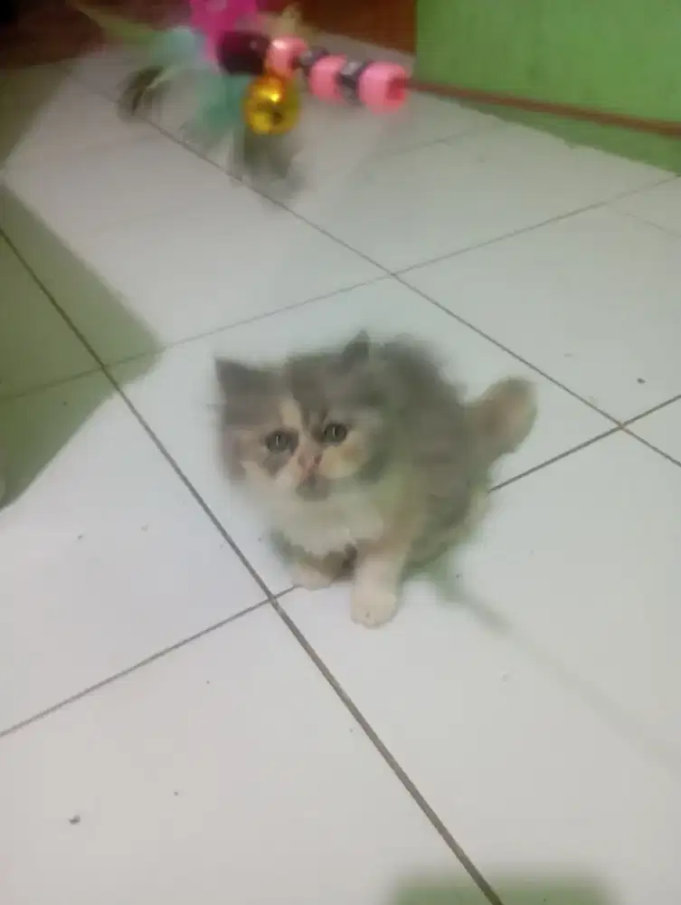 Kucing persia flatnose