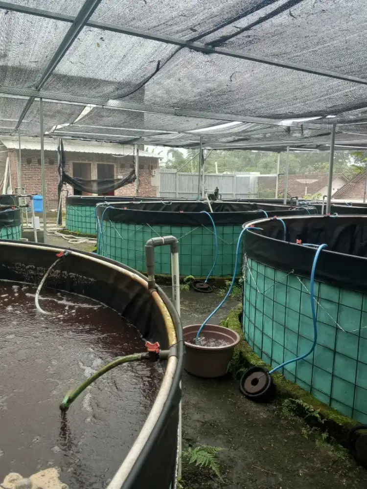 Kolam Fullset Budidaya Ikan Tawar