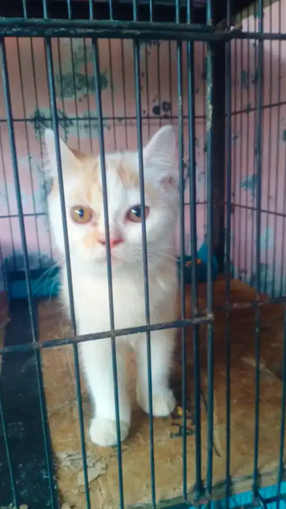 Induk kucing dan anaknya