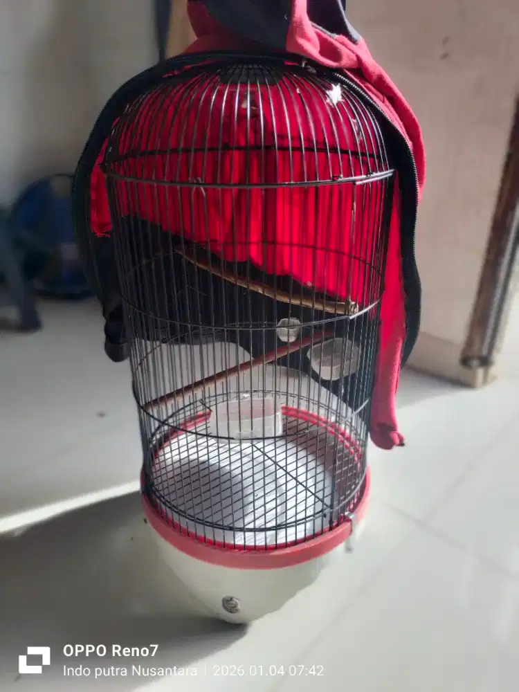 Jual kandang Lovebird Ebod + kotak