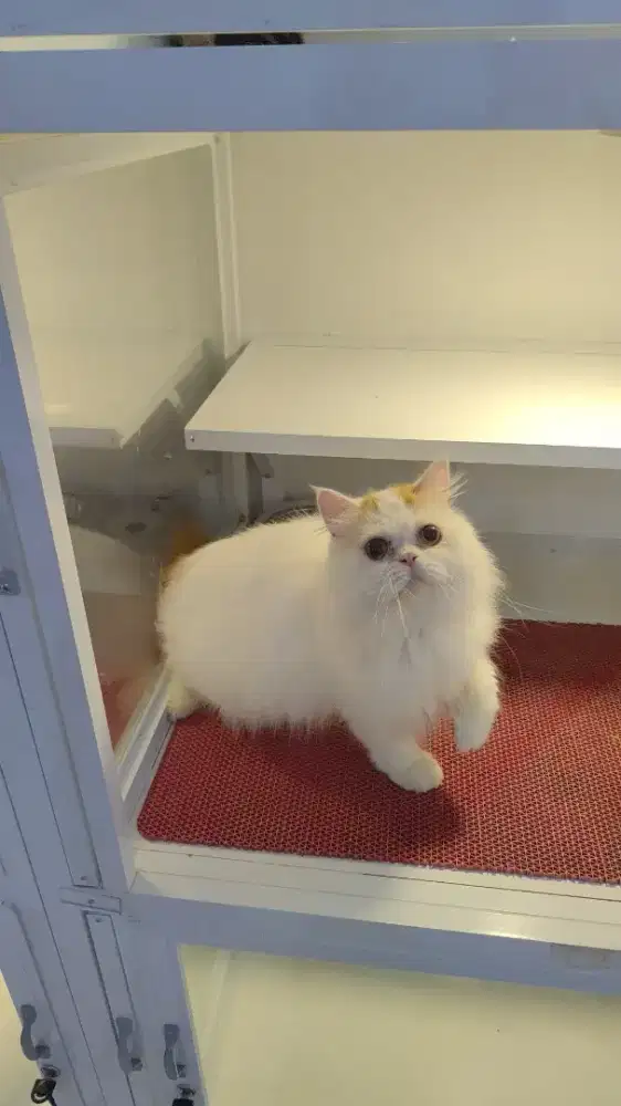 Kucing kitten peaknose super longhair jantan