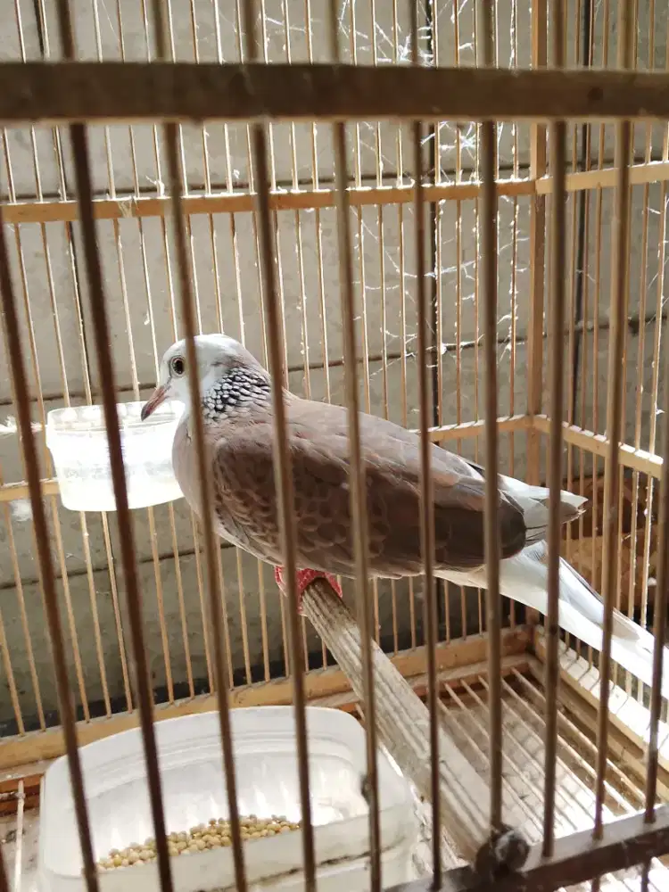 Tekukur Blorok kuk 3